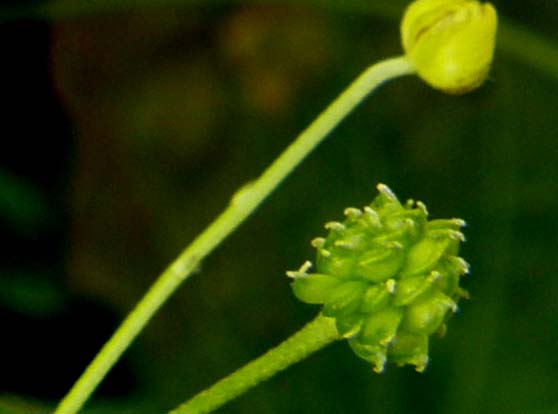 Ranunculus acris